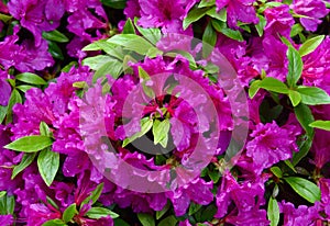 Violet flowers and green leaves of an azalea plant in a garden.