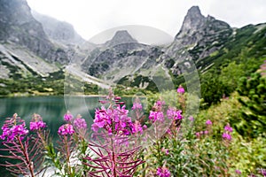 Fialové kvety vo Vysokých Tatrách, Slovensko