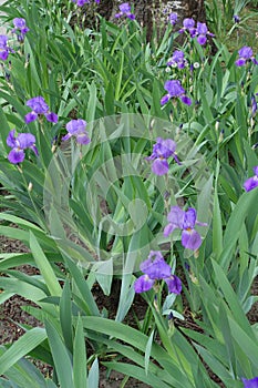 Violet flowers of Iris germanica i