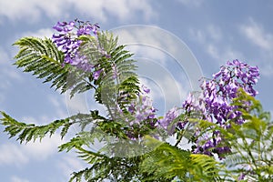 Violet flowers of a jacaranda tree against a background of blue sky and white clouds on a sunny day