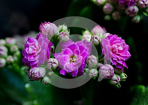 Violet flowers of Kalanchoe. Macro