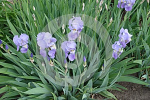 Violet flowers in the leafage of irises