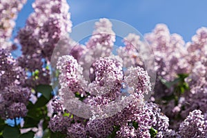 Violet flowers of lilac on the tree