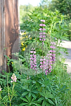 Violet flowers of Lupin in garden