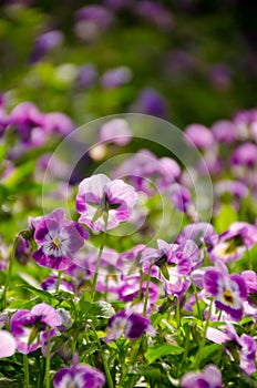 violet flowers