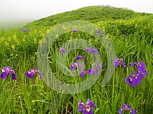 Violet flowers meadow
