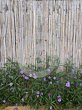 Violet flowers next to the bamboo wall as background.