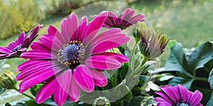 Violet flowers of Osteospermum ecklonis,pink Dimorphotheca,or African Cape Daisy