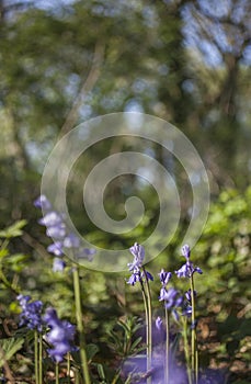 Violet flowers - parks of London on a sunny day.