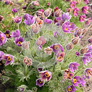 Violet flowers ,pulsatilla, this is one of the earliest spring flowers, top view.