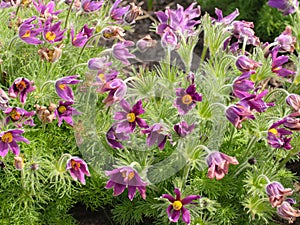 Violet flowers ,pulsatilla, this is one of the earliest spring flowers, top view