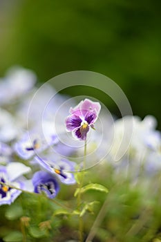 VIOLET FLOWERS WITH SELECTIVE FOCUS ON A BLURRED BACKGROUND. FLOWER BACKGROUND