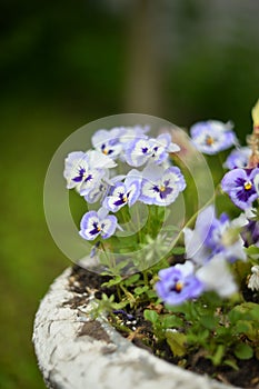 VIOLET FLOWERS WITH SELECTIVE FOCUS ON A BLURRED BACKGROUND. FLOWER BACKGROUND