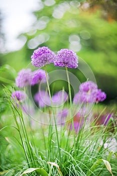VIOLET FLOWERS WITH SELECTIVE FOCUS ON A BLURRED BACKGROUND. FLOWER BACKGROUND