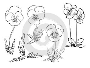 Violet flowers. Set of outline flowers.