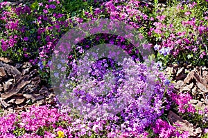 Violet flowers in spring