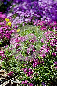 Violet flowers in spring