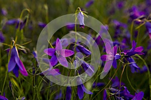 violet flowers in the field