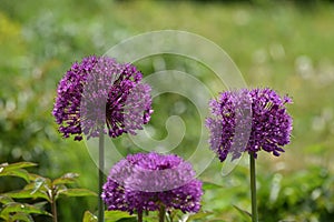 Violet flowers in the spring garden