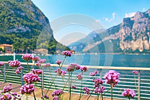 Violet flowers on steep alpine banks of beautiful lake Como with parked boats and yachts near village of Pare, Lombardy