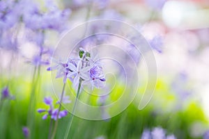 Violet flowers in summer day on lawn