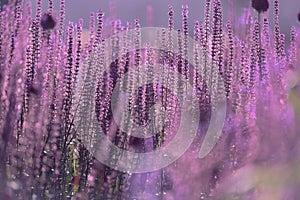 Violet flowers on thin stems with a solid background close to each other.