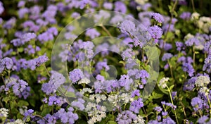 Violet Flowers Tiny - background