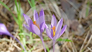 Violet flowers among the vegetation of the forest. Unedited photograph