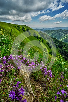 Violet flowers at Velka Fatra at Uplaz saddle