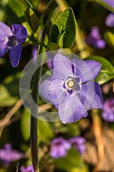 Violet flowers