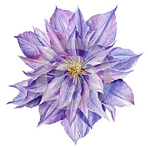 Violet flowers, watercolor clematis, botanical illustration