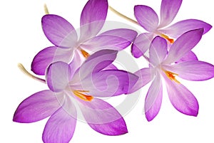 Violet flowers on white