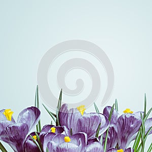 Violet flowers on a white background