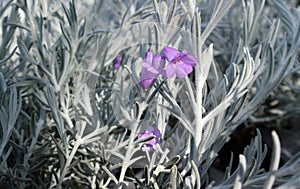 Violet flowers and white hairy leaves of Eremophila Nivea, known also as Silky eremophila.