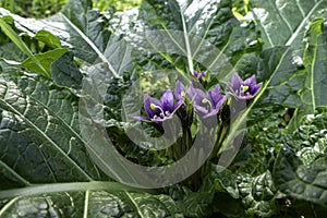 Violet flowers of wild Mandragora plant