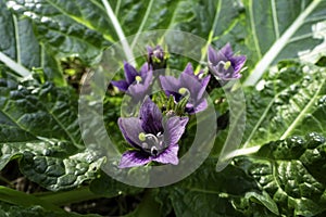 Violet flowers of wild Mandragora plant