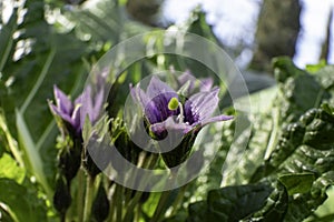 Violet flowers of wild Mandragora plant