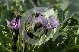 Violet flowers of wild Mandragora plant