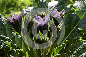 Violet flowers of wild Mandragora plant