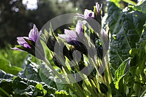Violet flowers of wild Mandragora plant