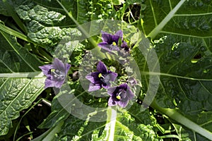 Violet flowers of wild Mandragora plant