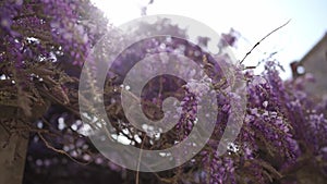 Violet flowers of wisteria climbing a stone fence flutter in the wind