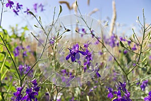 Violet forking larkspur flowers, purple meadow wild flowers