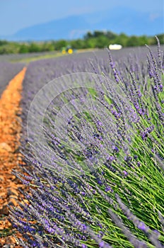 Violet Fragrance in the open field