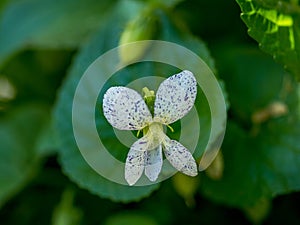 Violet frecklesViola sororia â€˜Frecklesâ€™ in a garden