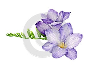 Violet freesia single flower with green buds. Watercolor illustration. Hand drawn realistic spring garden tender blossom