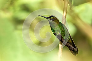 Violet-fronted Brilliant, Heliodoxa leadbeateri sitting on branch, bird from tropical forest, Manu national park, Peru