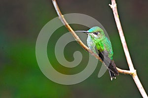 Violet-fronted brilliant, perched hummingbird in Peru