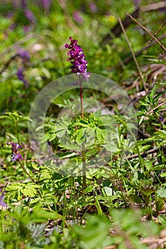 Violet fumewort plant grow in mysterious meadow, Corydalis solida enjoy tender sunshine, romantic mood, blur background