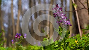 Violet fumewort plants, possibly Corydalis solida, pagan ritual herb, mysterious meadow romantic mood, blurred tree trunk